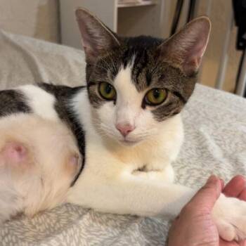 April -  Tabby Cat Available for Adoption in Medford, Massachusetts - April | PetCurious