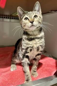 BISCUIT -  Domestic Short Hair Cat for Adoption in San Francisco, California - BISCUIT | PetCurious