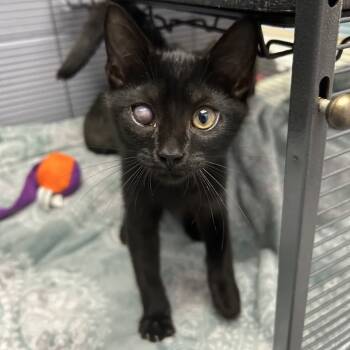 Rescue Domestic Short Hair Cats for Adoption in Middleburg, Florida - Ghoul 28143 | PetCurious
