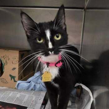STELLA -  Domestic Short Hair Cat for Adoption in St. Louis, Missouri - STELLA | PetCurious