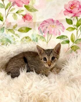 Brownie -  Tabby Cat for Adoption in Tehachapi, California - Brownie | PetCurious