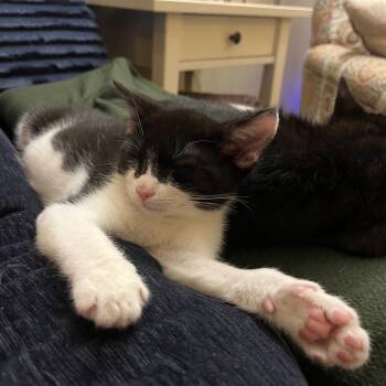 Super Hans -  Domestic Short Hair Cat for Adoption in Costa Mesa, California - Super Hans | PetCurious