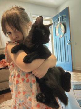 Prince of Darkness -  Bombay Cat for Adoption in Chickasaw, Alabama - Prince Of Darkness | PetCurious