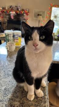 Rescue Domestic Medium Hair Cats for Adoption in Greenville, South Carolina - Bandit | PetCurious