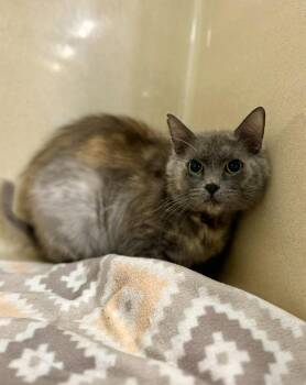 Fidget -  Domestic Short Hair Cat Available for Adoption in Gautier, Mississippi - Fidget | PetCurious