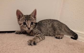 Claudia -  Tabby Cat for Adoption in Albuquerque, New Mexico - Claudia | PetCurious