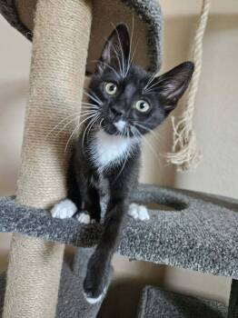 Wish -  Domestic Short Hair Cat Available for Adoption in Tucson, Arizona - Wish | PetCurious