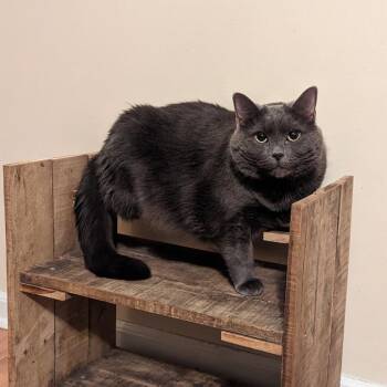 Emelia -  Domestic Medium Hair Cat for Adoption in Harrisonburg, Virginia - Emelia | PetCurious