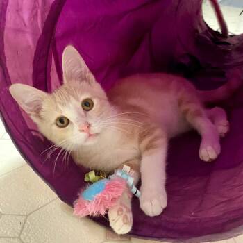 Rhett -  Domestic Short Hair Cat for Adoption in Herrin, Illinois - Rhett | PetCurious