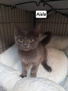 Aisle -  Domestic Short Hair Cat for Adoption - Aisle | PetCurious