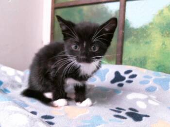 Domestic Short Hair Cats Available for Adoption in Houston, Texas - DILL | PetCurious