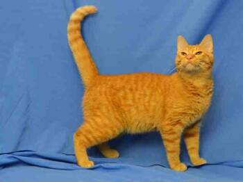 GRAHM -  Domestic Short Hair Cat for Adoption in Brentwood, Missouri - GRAHM | PetCurious