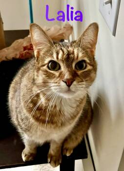 Domestic Short Hair Cats Available for Adoption - Laila | PetCurious