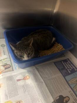 Dr. Crusher (Lola) -  Domestic Short Hair Cat for Adoption in Sorrento, Louisiana - Dr. Crusher (Lola) | PetCurious
