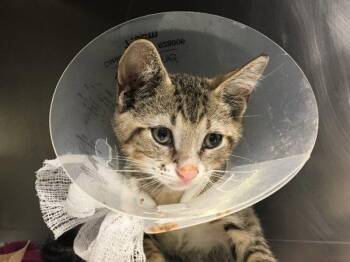 Merlin -  Domestic Short Hair Cat for Adoption - Merlin | PetCurious