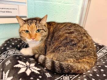 Domestic Short Hair Cats Available for Adoption - Sarai | PetCurious