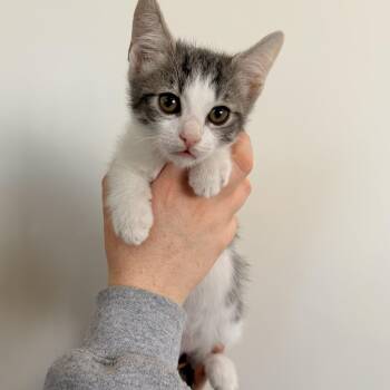 Nectarine -  Tabby Cat for Adoption in Las Vegas, Nevada - Nectarine | PetCurious