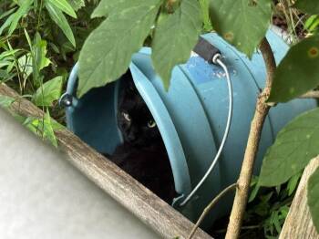 Working Cat: Robin -  Domestic Short Hair Cat for Adoption in Bloomington, Indiana - Working Cat: Robin | PetCurious