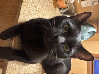 Clarence -  Domestic Short Hair Cat for Adoption in Melrose, Massachusetts - Clarence | PetCurious