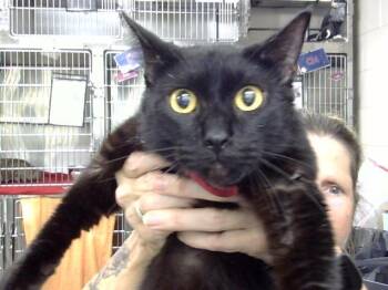 A186930 -  Domestic Short Hair Cat for Adoption in Pasadena, Texas - A186930 | PetCurious