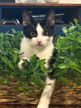 Gizmo -  Domestic Short Hair Cat for Adoption in Morristown, New Jersey - Gizmo | PetCurious