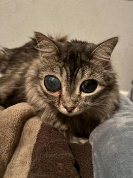 Rickie -  Domestic Medium Hair Cat for Adoption in Canyon Lake, Texas - Rickie | PetCurious