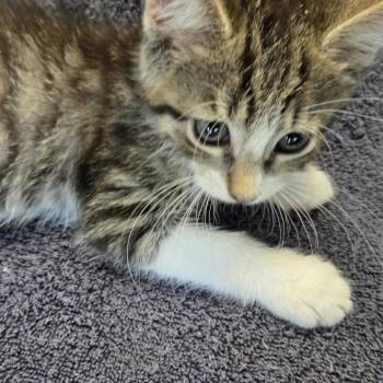 Mushu -  Domestic Short Hair Cat for Adoption in Volcano, Hawaii - Mushu | PetCurious