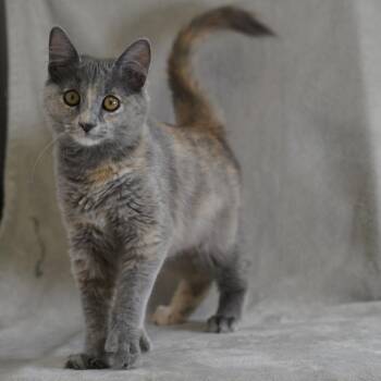 Baklava -  Domestic Medium Hair Cat for Adoption in Sunnyvale, California - Baklava | PetCurious