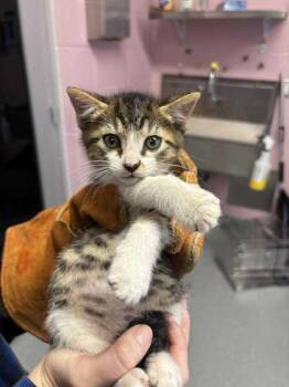 Rescue Domestic Short Hair Cats for Adoption in Longview, Texas - Tick | PetCurious