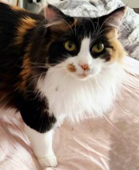Calico Cats Available for Adoption - NATALIE | PetCurious