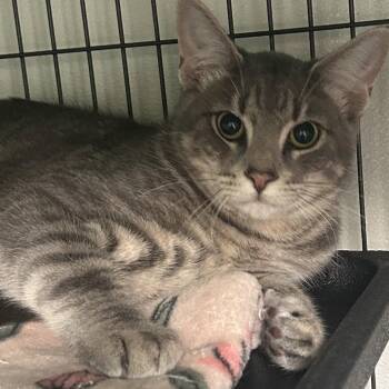 Lobo -  Domestic Short Hair Cat for Adoption in Dallas, Texas - Lobo | PetCurious