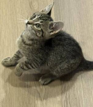 wanda -  Tabby and Domestic Short Hair Cat for Adoption in San Jose, California - Wanda | PetCurious