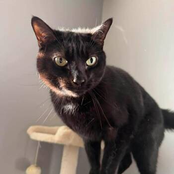 Loki -  Domestic Short Hair Cat Available for Adoption in Johnstown, Pennsylvania - Loki | PetCurious