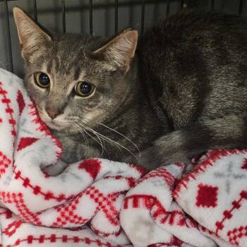 Rescue Domestic Short Hair Cats for Adoption in Hamburg, New York - Henry | PetCurious