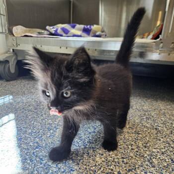 Expresso -  Domestic Medium Hair Cat for Adoption in Port Townsend, Washington - Expresso | PetCurious