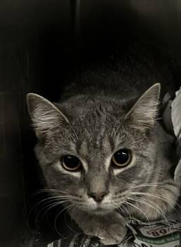 Rescue Domestic Short Hair Cats for Adoption in Spartanburg, South Carolina - Zoomer | PetCurious