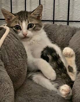 Domestic Short Hair and Tabby Cats Available for Adoption - Milo | PetCurious