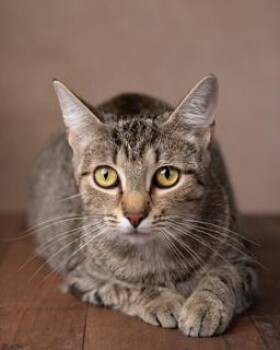 Rescue Domestic Short Hair Cats for Adoption in Kenhorst, Pennsylvania - Hazel | PetCurious