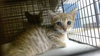 MUKKU -  Domestic Short Hair Cat Available for Adoption in Doral, Florida - MUKKU | PetCurious