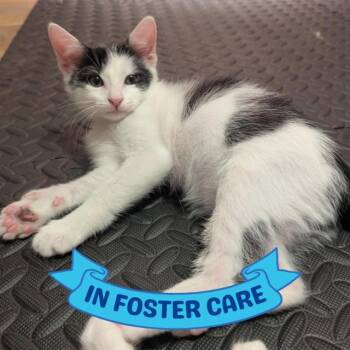 ARTHUR -  Domestic Medium Hair Cat Available for Adoption in Tallahassee, Florida - ARTHUR | PetCurious