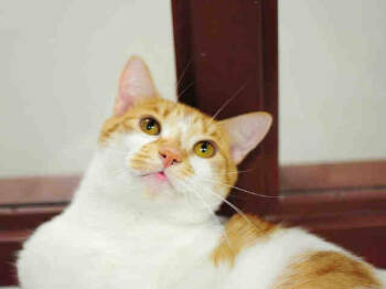 Rescue Domestic Short Hair Cats for Adoption in Raleigh, North Carolina - REID | PetCurious