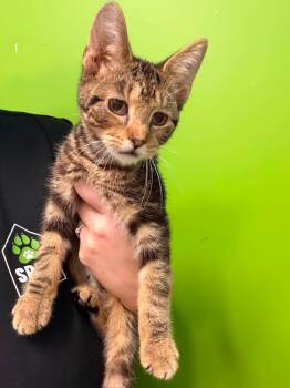 Titou -  Domestic Short Hair Cat for Adoption in Delson, Quebec - Titou | PetCurious