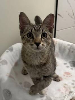 Mica -  Domestic Short Hair Cat for Adoption in Savannah, Georgia - Mica | PetCurious