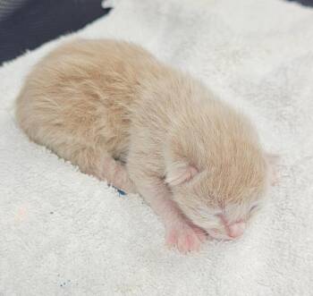 Izzy -  Domestic Short Hair Cat Available for Adoption in Washington Court House, Ohio - Izzy | PetCurious