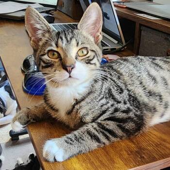 Rescue Tabby and Domestic Short Hair Cats for Adoption in Harrisburg, Pennsylvania - Baxter | PetCurious