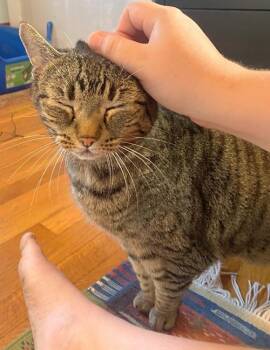 Lily (reduced adoption fee) -  Domestic Short Hair Cat for Adoption in Melrose, Massachusetts - Lily (reduced Adoption Fee) | PetCurious
