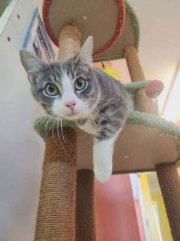 Domestic Short Hair Cats Available for Adoption - Slate | PetCurious