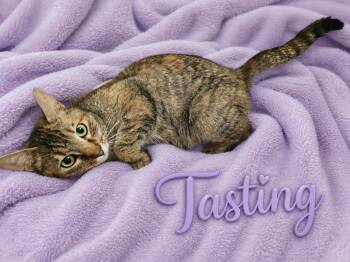 Domestic Short Hair Cats Available for Adoption in Laurel, Maryland - Tasting-Survivor With A Soft Heart | PetCurious