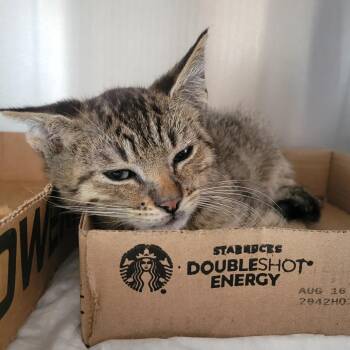 Piero -  Domestic Short Hair Cat for Adoption in Westminster, California - Piero | PetCurious