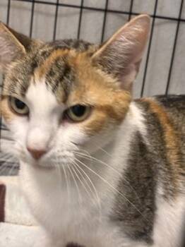 Domestic Short Hair Cats Available for Adoption - Sunny Girl | PetCurious